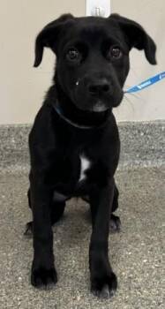 Dora -  Labrador Retriever and Mixed Breed Dog for Adoption in Kansas City, Missouri - Dora | PetCurious