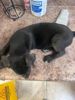 Second Story -  Mixed Breed Dog for Adoption in Cincinnati, Ohio - Second Story | PetCurious