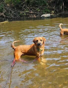 ROCKY -  Feist and Mountain Cur Dog for Adoption in Chicopee, Massachusetts - ROCKY | PetCurious