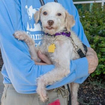 CREAMSICLE -  Poodle and Shih Tzu Dog for Adoption in St. Louis, Missouri - CREAMSICLE | PetCurious