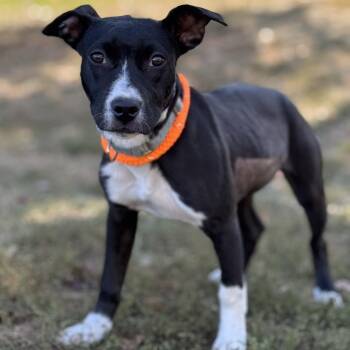 Rescue Mixed Breed Dogs for Adoption in Harrisburg, North Carolina - Felicity Cole (CONC-A-8982) | PetCurious