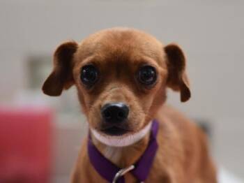 Tater -  Chihuahua Dog for Adoption in Portland, Oregon - Tater | PetCurious