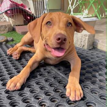 MINDY - FOSTER OR ADOPTER NEEDED -  Labrador Retriever Dog for Adoption in Largo, Florida - MINDY - FOSTER OR ADOPTER NEEDED | PetCurious