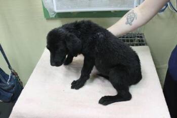 Labrador Retriever and Mixed Breed Dogs Available for Adoption in Picayune, Mississippi - Avalon | PetCurious