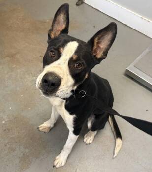 *Louie* -  Pit Bull Terrier and Lancashire Heeler Dog for Adoption in Salt Lake City, Utah - *Louie* | PetCurious