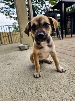 Atlas -  Mixed Breed Dog for Adoption in Pataskala, Ohio - Atlas | PetCurious