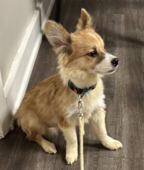 Alfie -  Chihuahua and Corgi Dog for Adoption in New Braunfels, Texas - Alfie | PetCurious