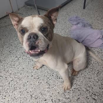 Chompers -  English Bulldog and French Bulldog Dog for Adoption in Hattiesburg, Mississippi - Chompers | PetCurious