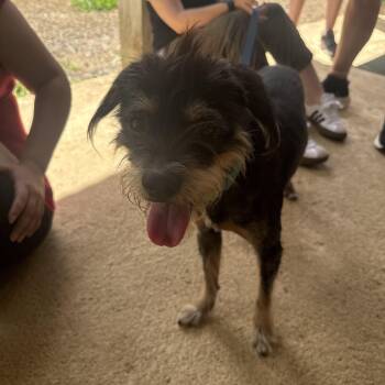 JJ -  Wirehaired Terrier Dog for Adoption in Pleasant Valley, New York - JJ | PetCurious