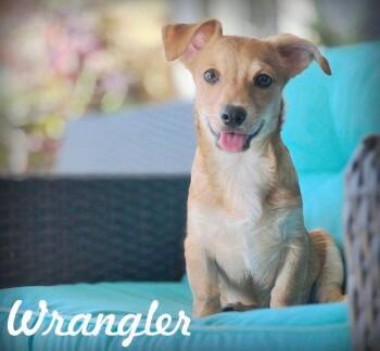 Wrangler -  Dachshund Dog for Adoption in Anaheim, California - Wrangler | PetCurious