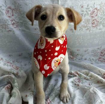 Rescue Labrador Retriever Dogs for Adoption in Albany, New York - Reina | PetCurious