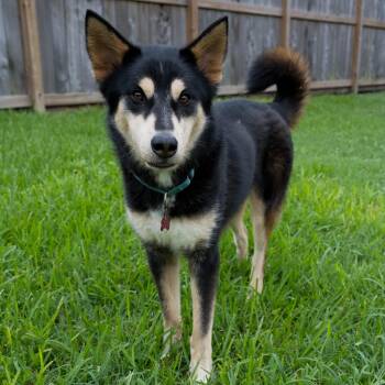 Husky Dogs Available for Adoption - Tommy | PetCurious