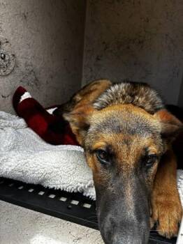 KONA -  German Shepherd Dog and Belgian Shepherd Malinois Dog for Adoption in Salinas, California - KONA | PetCurious