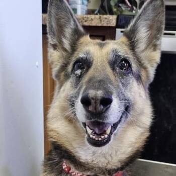 German Shepherd Dog Dogs Available for Adoption in Pocatello, Idaho - Arya | PetCurious