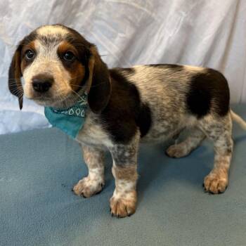 Bill -  Mixed Breed Dog for Adoption in Canal Winchester, Ohio - Bill | PetCurious