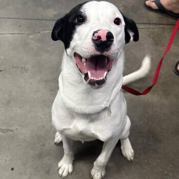Terrier Dogs Available for Adoption in Tampa, Florida - Zucko | PetCurious