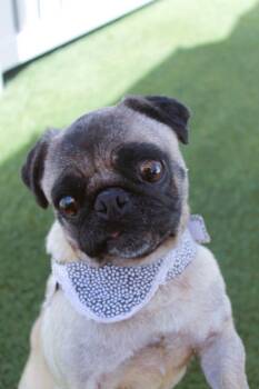 Esme -  Pug Dog for Adoption in Gardena, California - Esme | PetCurious