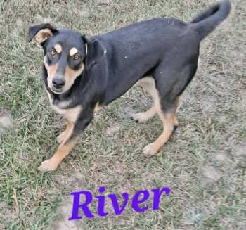 Rottweiler Dogs Available for Adoption - River | PetCurious