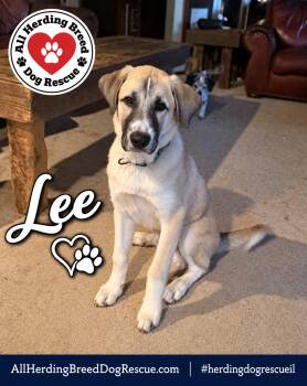 Lee -  Anatolian Shepherd Dog for Adoption in Joliet, Illinois - Lee | PetCurious