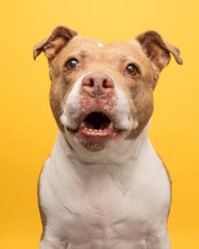 Freya -  Pit Bull Terrier Dog for Adoption in Florence, Oregon - Freya | PetCurious