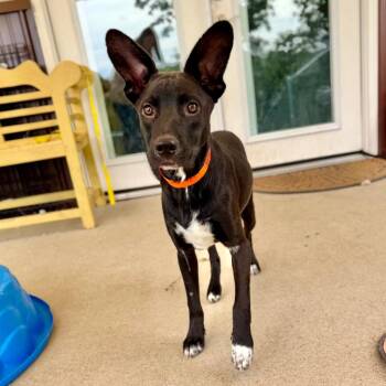 Peter - Missouri (AG26-98) -  Mixed Breed and None Dog for Adoption in Peyton, Colorado - Peter - Missouri (AG26-98) | PetCurious