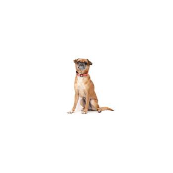 Jolena -  Mixed Breed Dog Available for Adoption in Los Angeles, California - Jolena | PetCurious