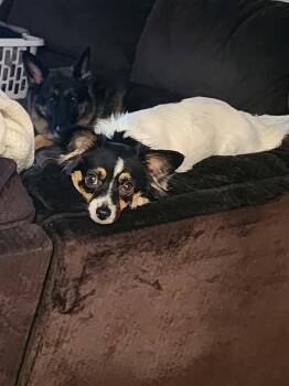 Cookie -  Papillon Dog for Adoption in Panama City, Florida - Cookie | PetCurious