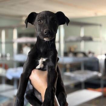 Rescue Black Labrador Retriever and Border Collie Dogs for Adoption in Fort Collins, Colorado - Lake | PetCurious
