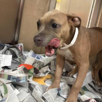 Curly -  Pit Bull Terrier Dog for Adoption in Birmingham, Alabama - Curly | PetCurious