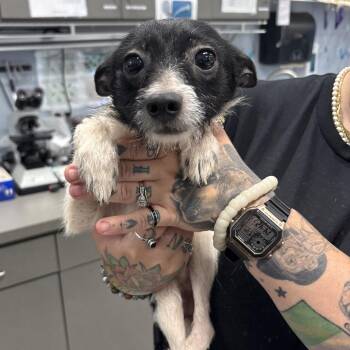 Mixed Breed Dogs Available for Adoption - Hektor | PetCurious