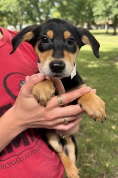 Terrier Dogs Available for Adoption in Elmsford, New York - Cassiopeia Available 6/4 | PetCurious