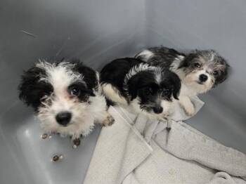 Shih Tzu Dogs Available for Adoption in Omaha, Nebraska - WARDEN | PetCurious