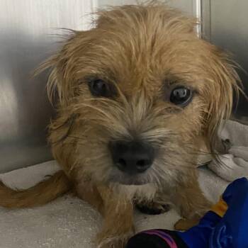 Joey -  Cairn Terrier Dog for Adoption in Spencer, Indiana - Joey | PetCurious