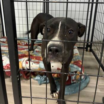 Princess Pudding -  Pit Bull Terrier Dog for Adoption in St. Louis, Missouri - Princess Pudding | PetCurious