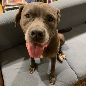 Pit Bull Terrier Dogs Available for Adoption - Bailey | PetCurious