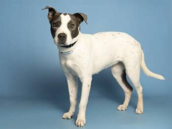 Pit Bull Terrier Dogs Available for Adoption in Phoenix, Arizona - DAISY | PetCurious