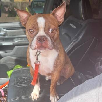 Tank -  Boston Terrier Dog for Adoption in Lancaster, Ohio - Tank | PetCurious