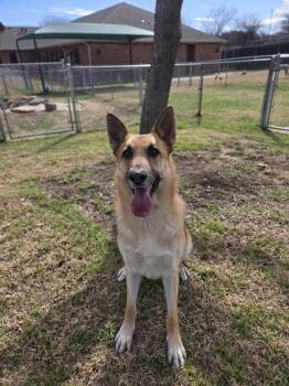 German Shepherd Dog Dogs Available for Adoption - Mater | PetCurious