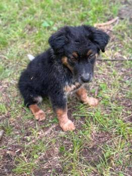 Casanova -  Australian Shepherd and Shepherd Dog for Adoption in Tulsa, Oklahoma - Casanova | PetCurious
