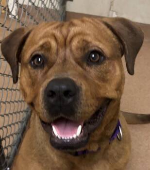 Mastiff and Labrador Retriever Dogs Available for Adoption in Norwalk, Connecticut - Cowboy | PetCurious