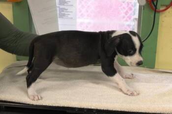 Piper -  Terrier and Mixed Breed Dog for Adoption in Picayune, Mississippi - Piper | PetCurious