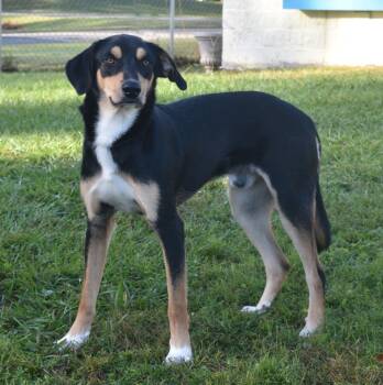 Rescue Black And Tan Coonhound Dogs for Adoption in Kingsland, Georgia - Dash | PetCurious