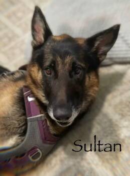 German Shepherd Dog Dogs Available for Adoption - SULTA GS | PetCurious