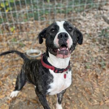 Rescue Pit Bull Terrier Dogs for Adoption in Columbia, South Carolina - Bogart | PetCurious