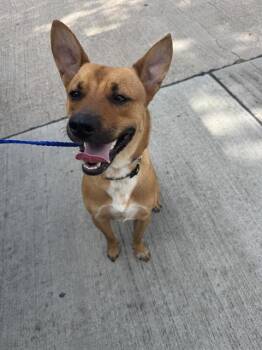 HOUSTON TIGGER -  Carolina Dog and Mixed Breed Dog for Adoption in Grand Prairie, Texas - HOUSTON TIGGER | PetCurious