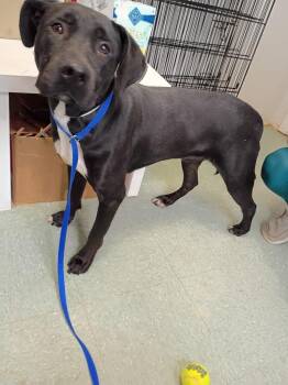 Leif -  Mixed Breed Dog for Adoption in Albany, Georgia - Leif | PetCurious