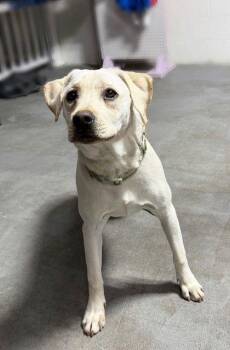 Yellow Labrador Retriever and Beagle Dogs Available for Adoption - **LILLY** | PetCurious