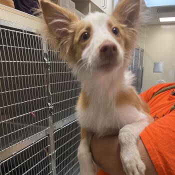 Cattle Dog Dogs Available for Adoption in Westminster, California - WAGS-Stray-21170 | PetCurious