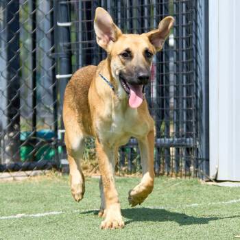 Hector -  Mixed Breed Dog for Adoption in Memphis, Tennessee - Hector | PetCurious