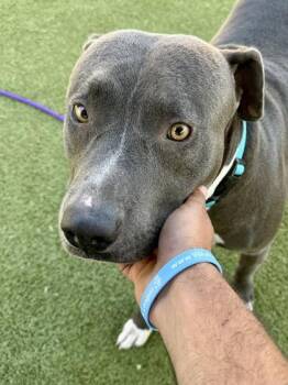 Ottie -  Mixed Breed Dog for Adoption in Wichita, Kansas - Ottie | PetCurious